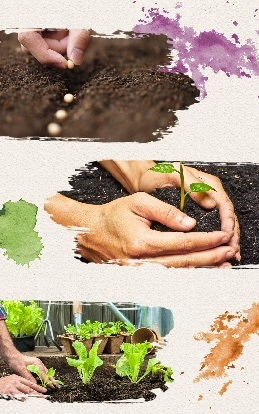 Banner como cultivar